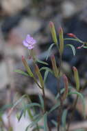 Image of Waltham Creek clarkia