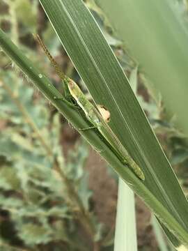 Image of Wyoming Toothpick Grasshopper