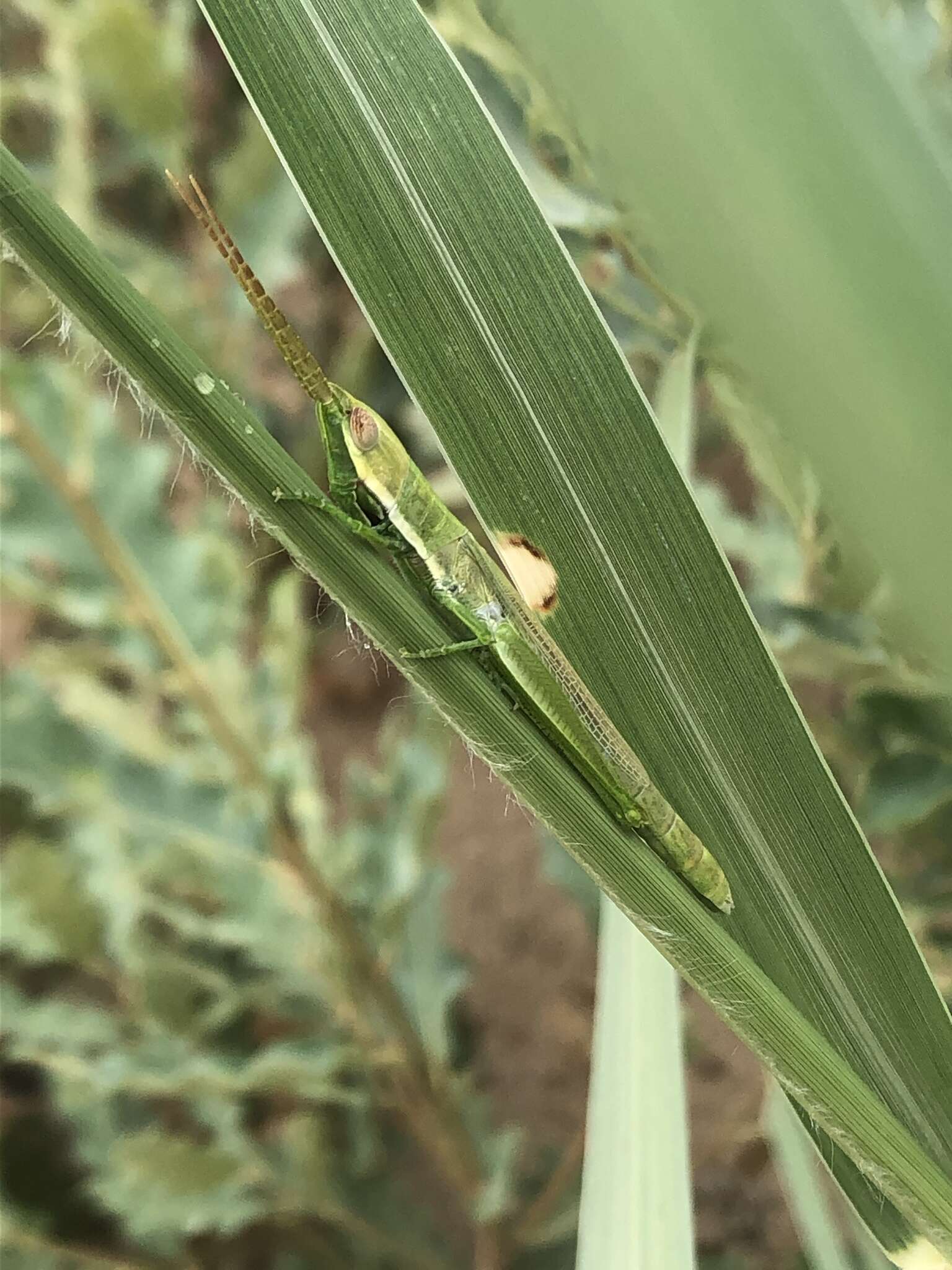 Image of Wyoming Toothpick Grasshopper