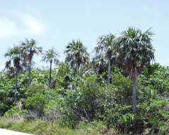 Image of Florida silver palm