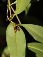 Image of Chrysophyllum moralesianum