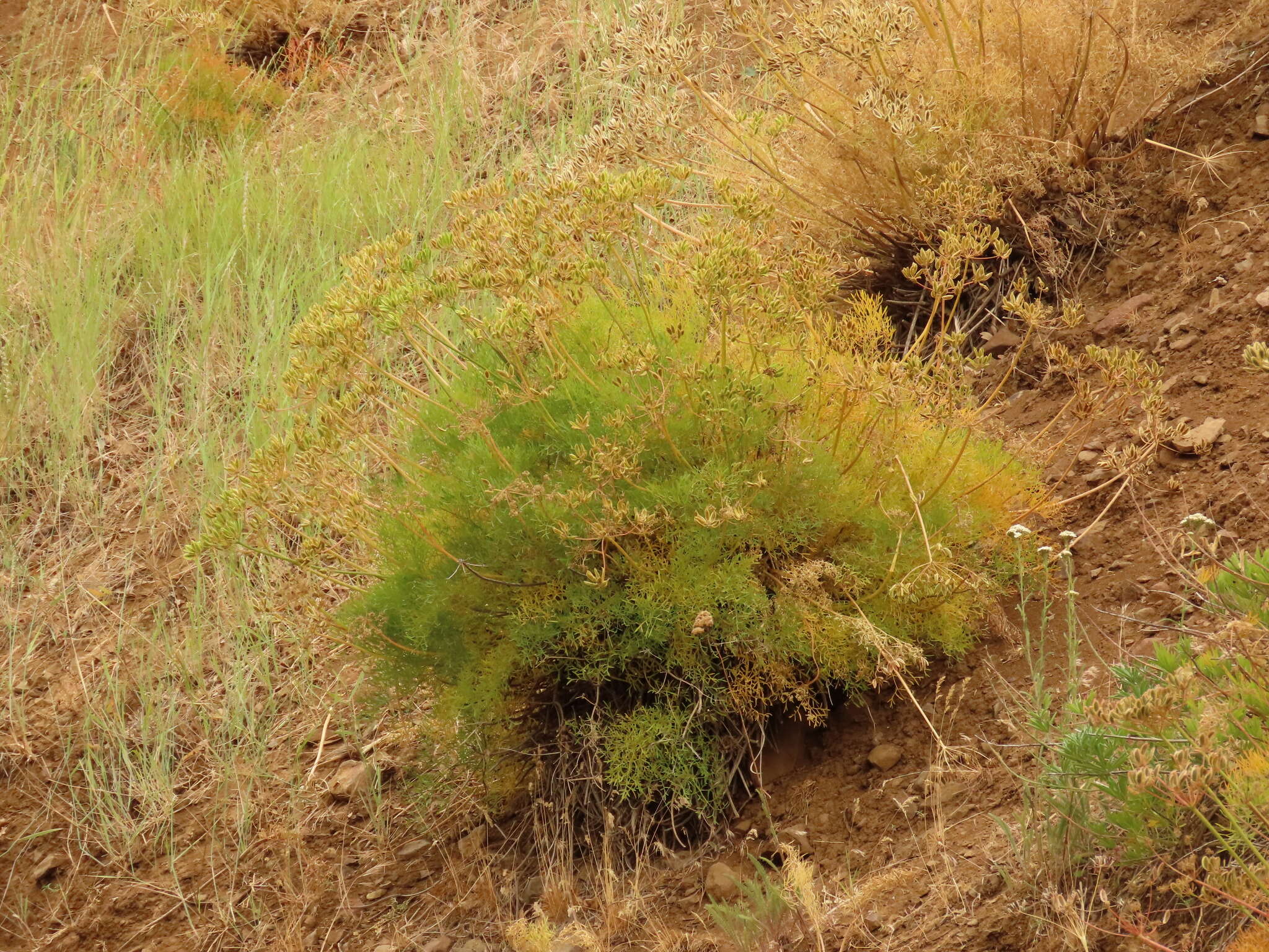 Image of Suksdorf's desertparsley