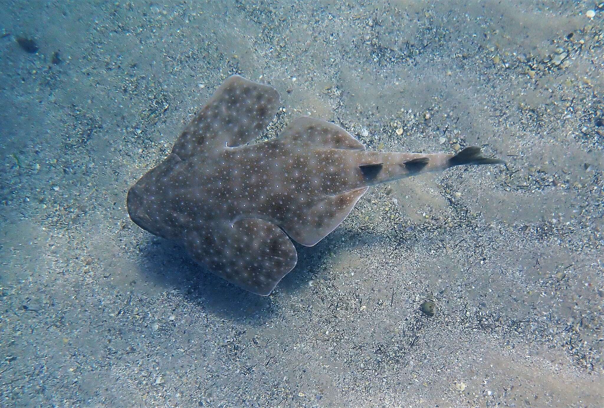 Image of Eastern Angel Shark