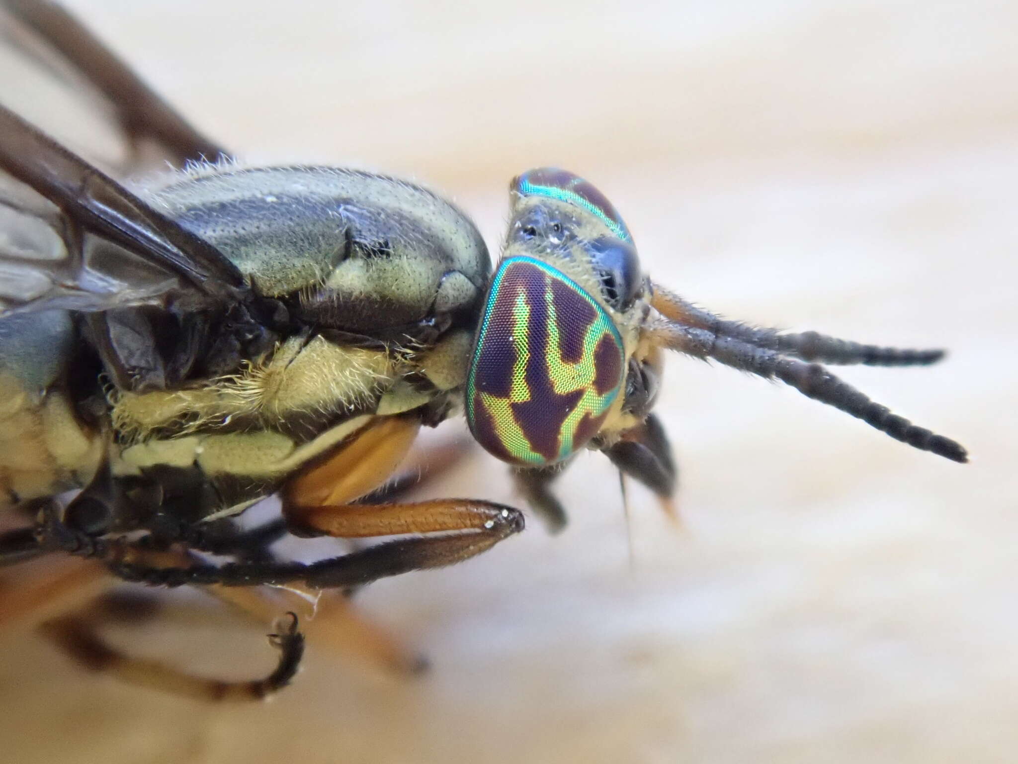 Image of Chrysops univittatus Macquart 1855