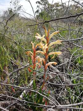 Imagem de Watsonia spectabilis Schinz