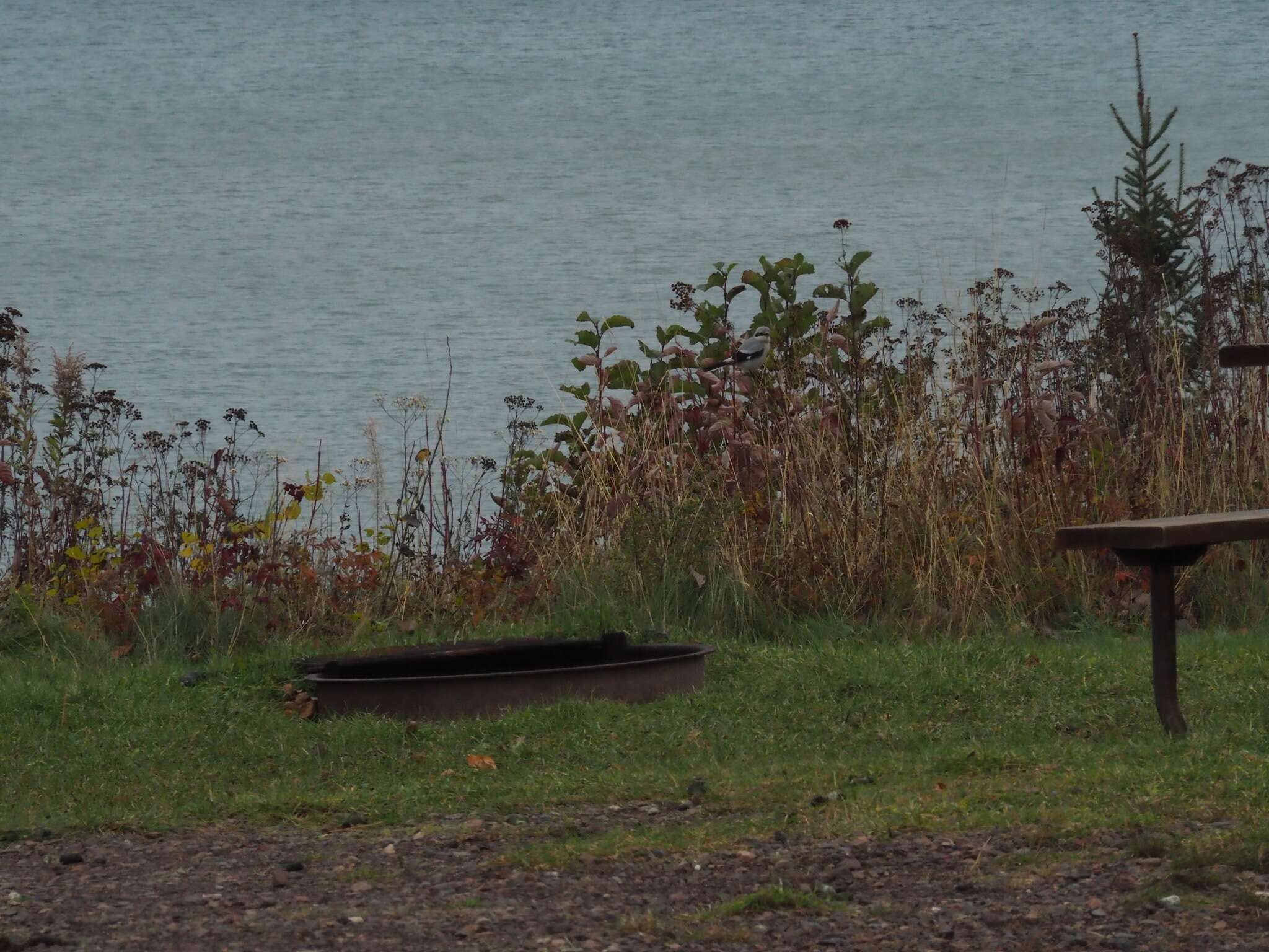 Image of Northern Shrike