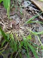 Image of poverty oatgrass