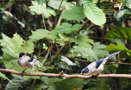 Image of Black-eared Sibia