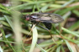 Image of Rachicerus obscuripennis (Loew 1863)