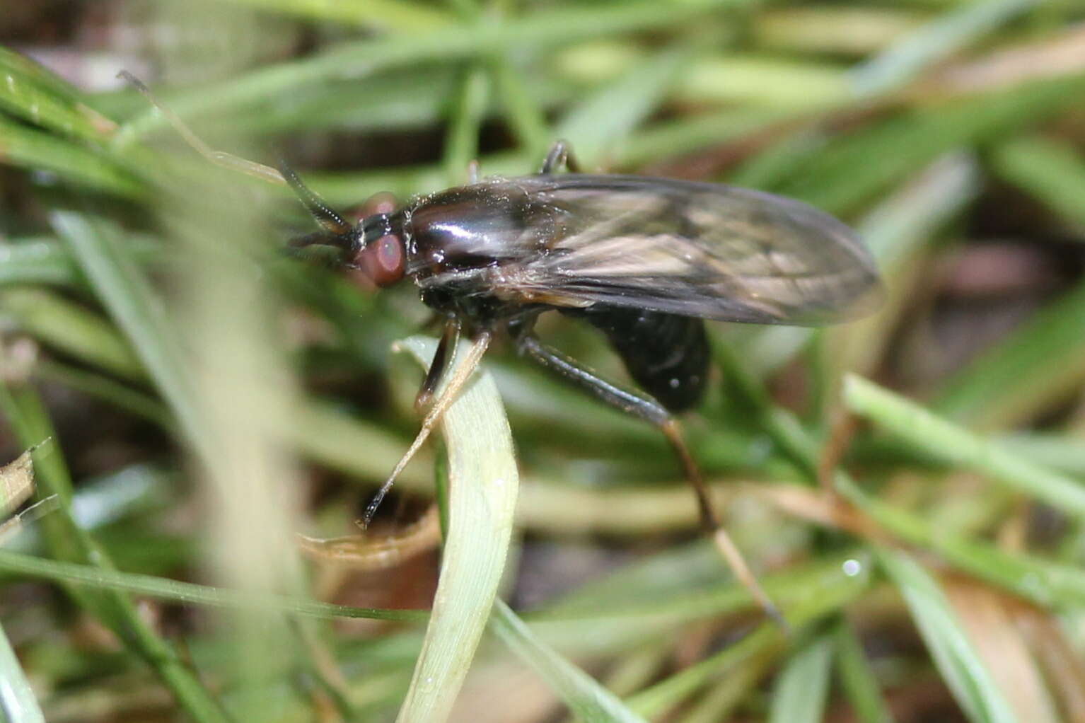 Image of Rachicerus obscuripennis (Loew 1863)