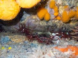 Image of red rock shrimp