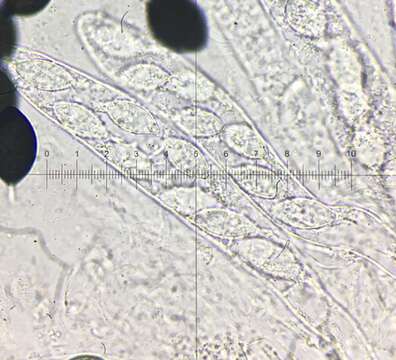 Image of Schizothecium miniglutinans (J. H. Mirza & Cain) N. Lundq. 1972