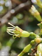 Слика од Macrosolen cochinchinensis (Lour.) van Tiegh.