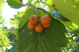 Image de Karpatiosorbus latifolia (Lam.) Sennikov & Kurtto