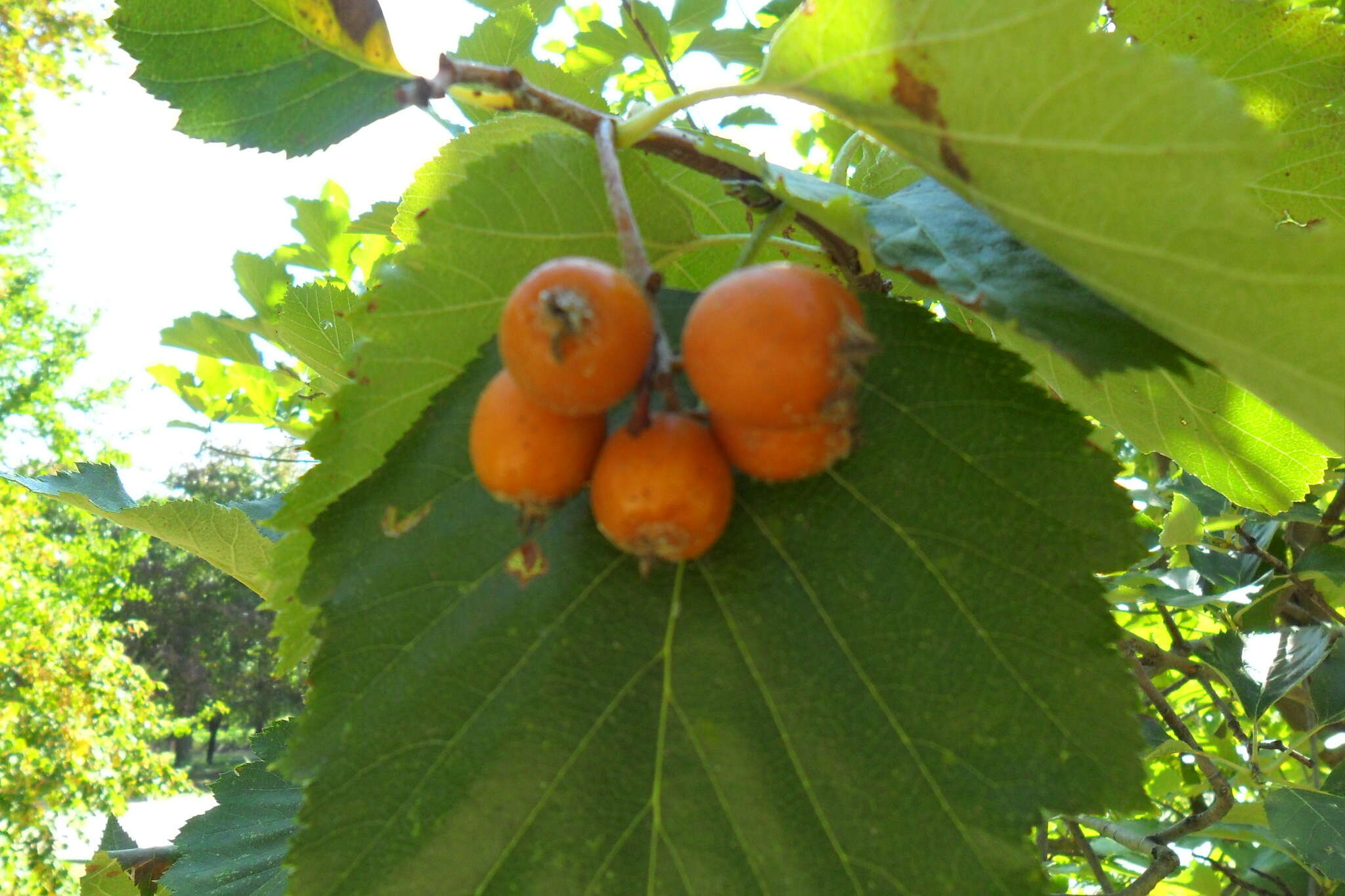 Image de Karpatiosorbus latifolia (Lam.) Sennikov & Kurtto