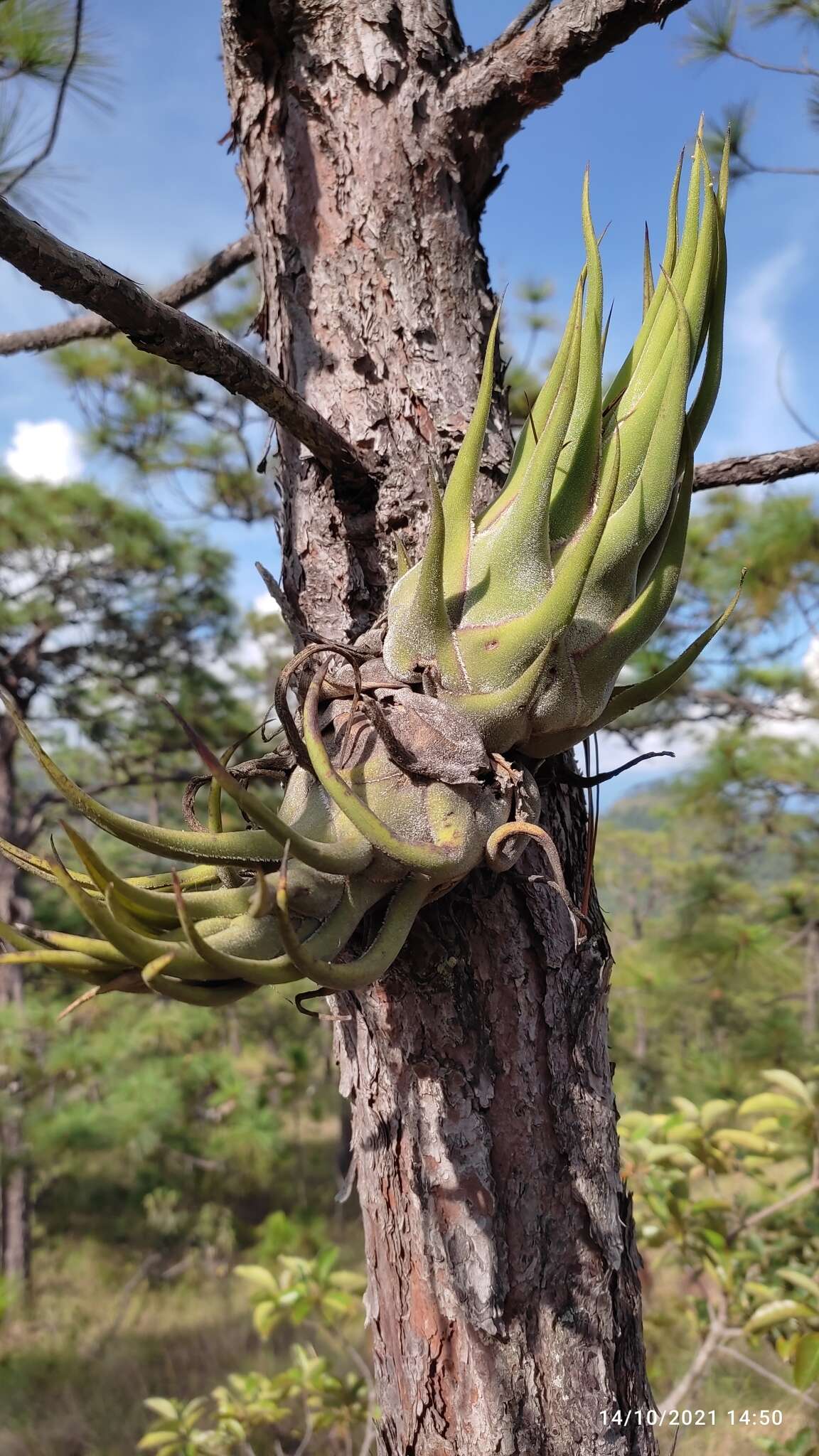 Imagem de Tillandsia seleriana Mez