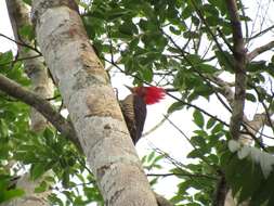 Image of Helmeted Woodpecker