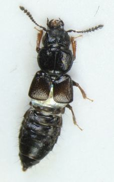 Image of <i>Platystethus arenarius</i> (Geoffroy 1785)