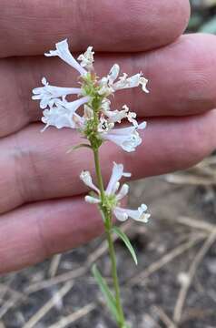 Plancia ëd Penstemon peckii Pennell