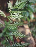 Image of Pteris semipinnata L.