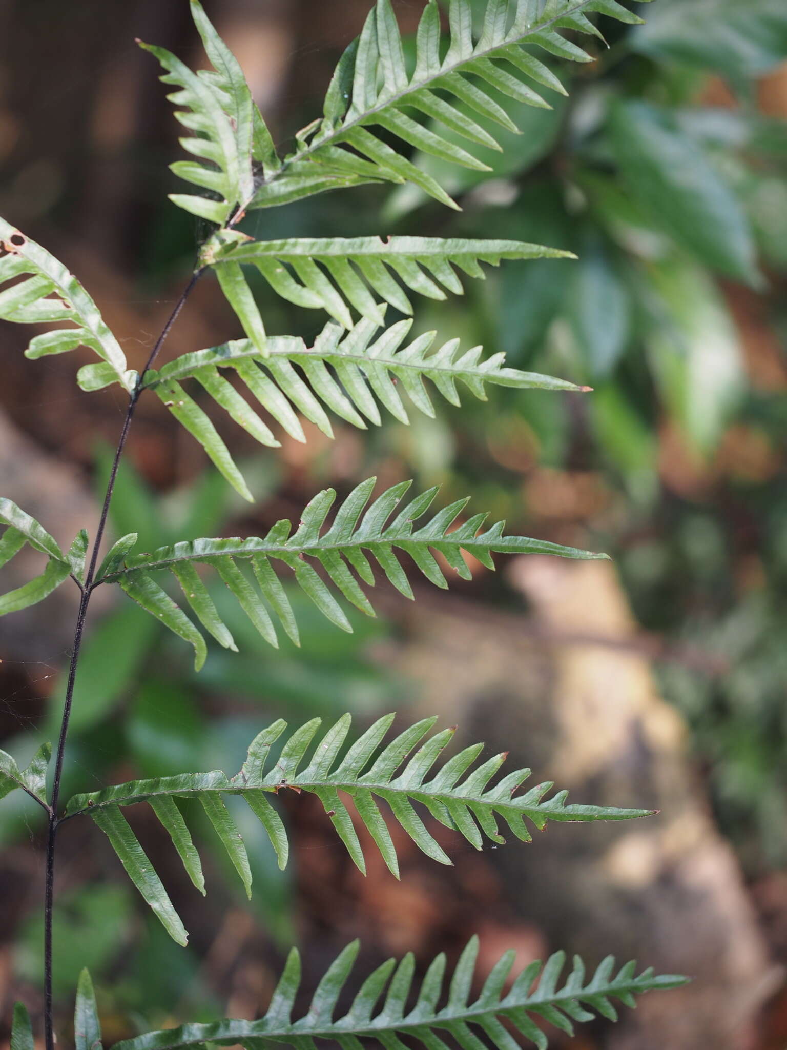 Sivun Pteris semipinnata L. kuva