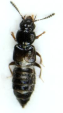 Image of <i>Platystethus arenarius</i> (Geoffroy 1785)