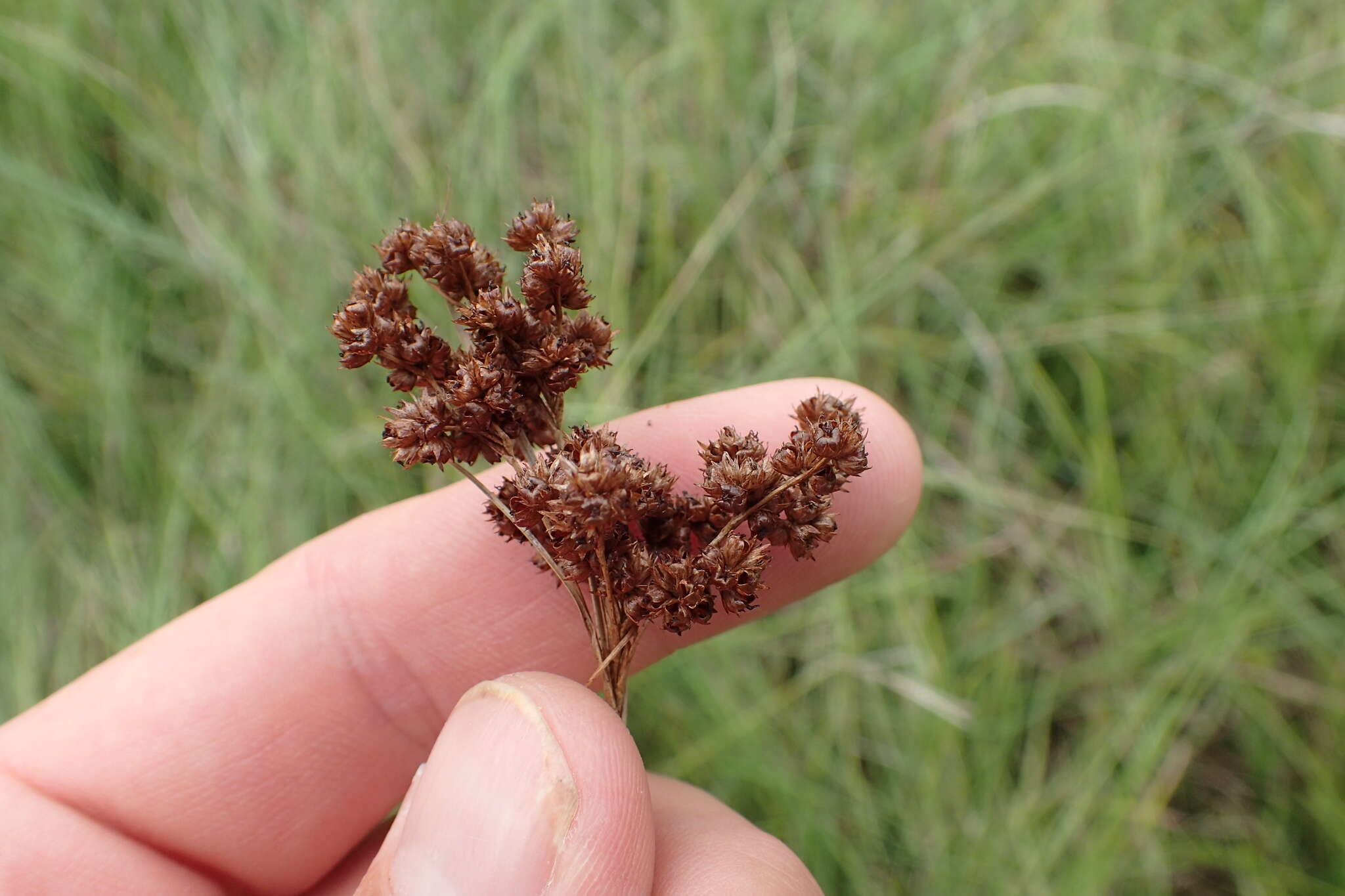 Image of grassleaf rush