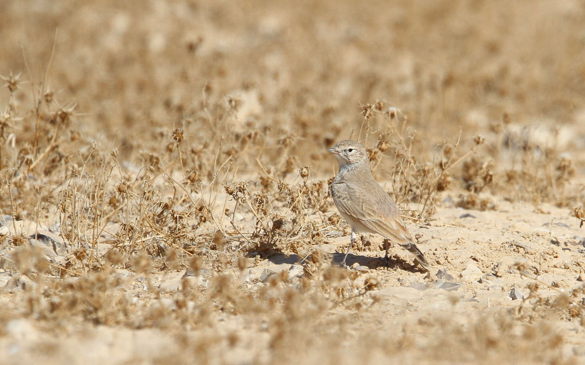 Image of Bar-tailed Desert Lark