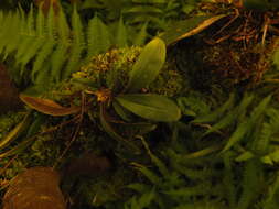 Image of Sirhookera latifolia (Wight) Kuntze