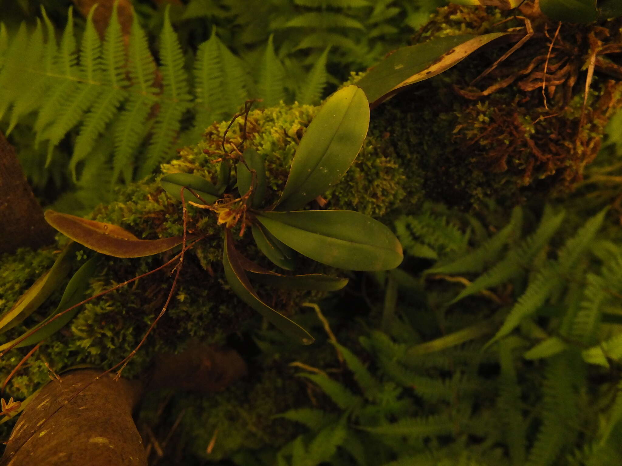 Imagem de Sirhookera latifolia (Wight) Kuntze