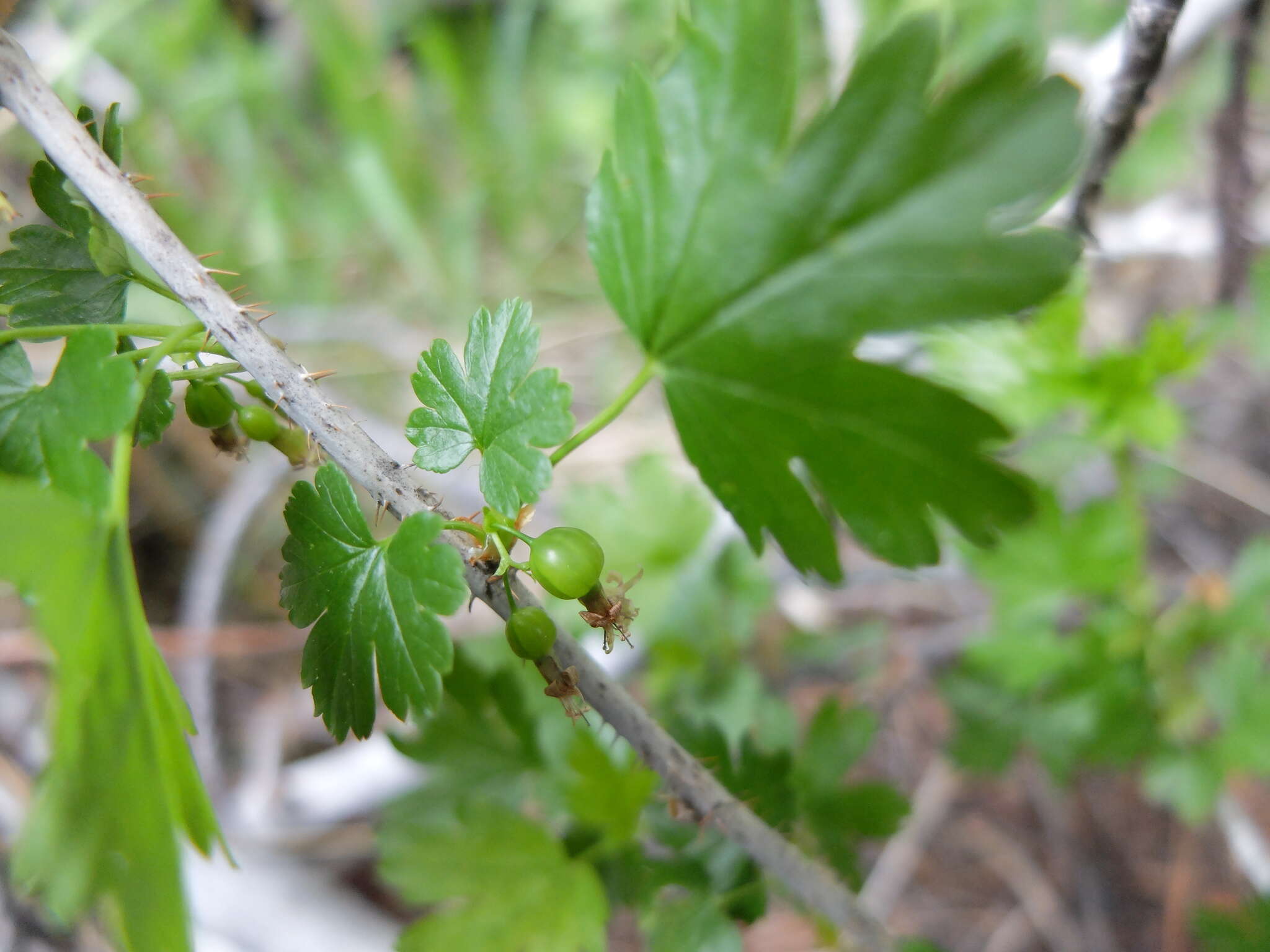 Image of Ribes inerme var. inerme