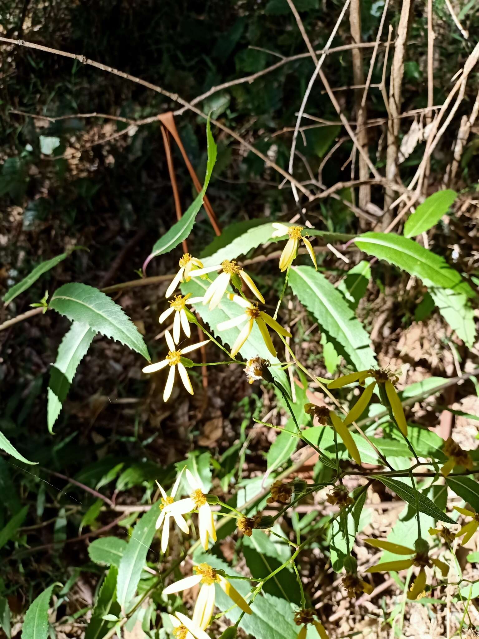 Image of Lordhowea amygdalifolia