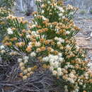 Image of Microcybe multiflora subsp. baccharoides (F. Müll.) Paul G. Wilson