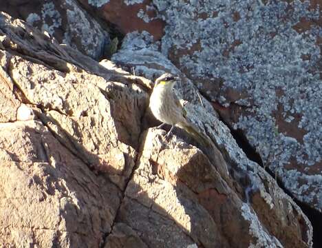 صورة Gavicalis virescens sonorus (Gould 1841)