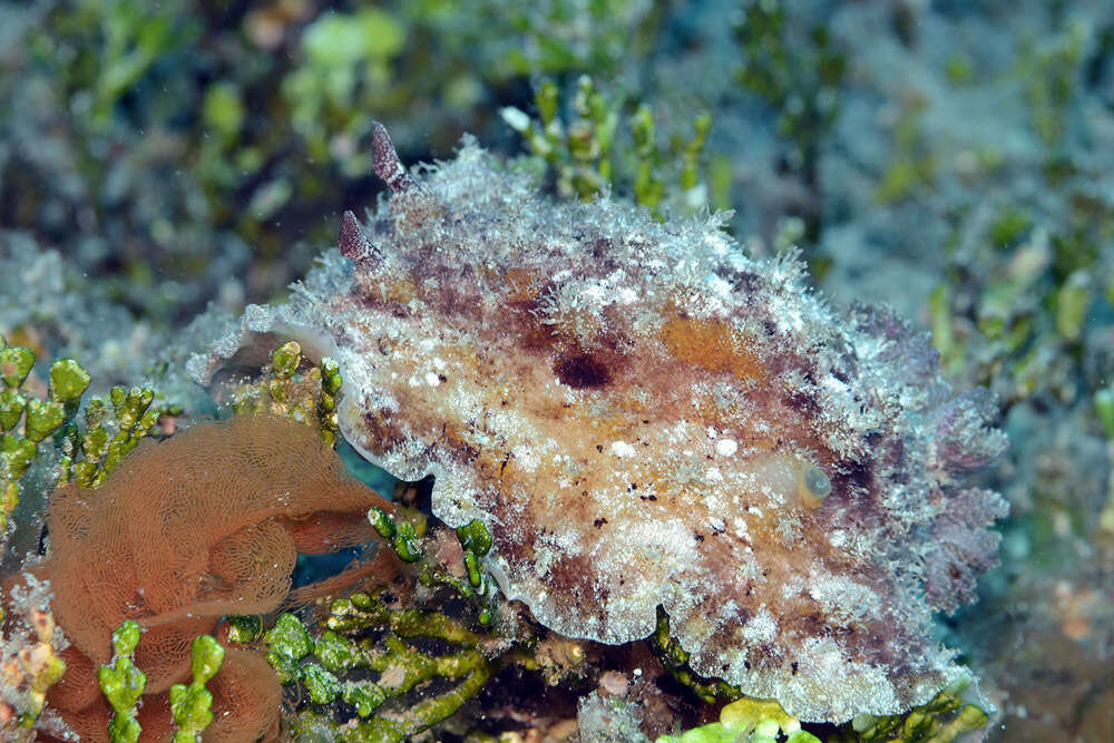 Hoplodoris desmoparypha Bergh 1880 resmi