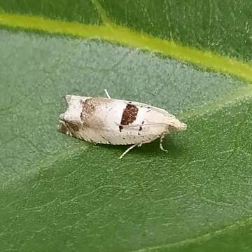 Image of Epinotia ramella Linnaeus 1758