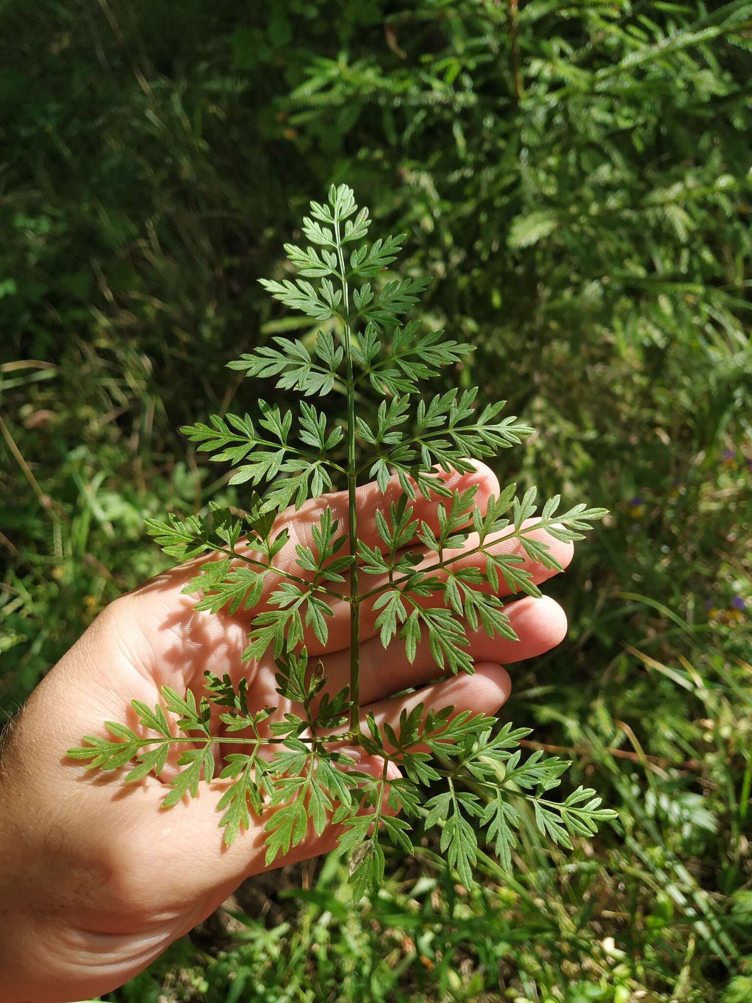 Plancia ëd Selinum carvifolia (L.) L.