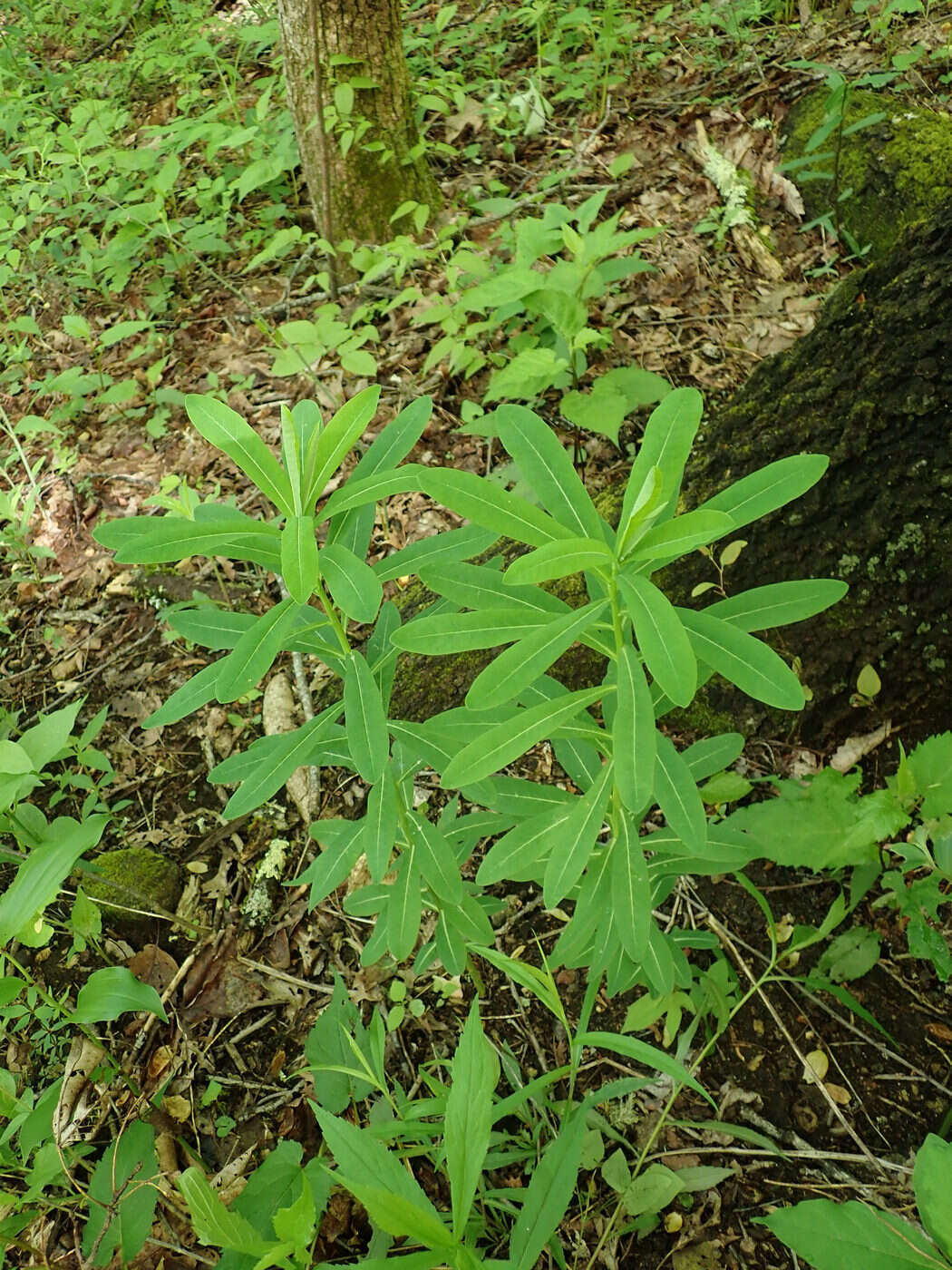 Image of Darlington's Glade Spurge