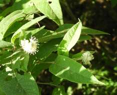 Image of Croton alamosanus Rose