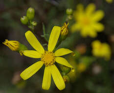 Image of Senecio lacustrinus I. Thomps.