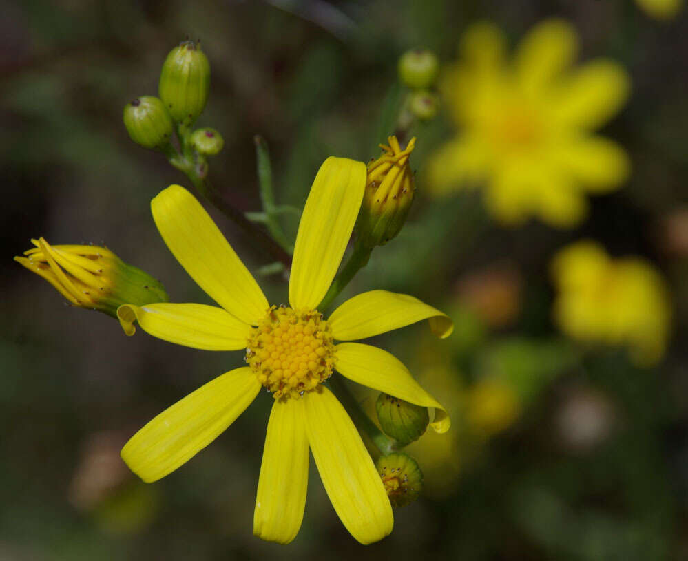 Image de Senecio lacustrinus I. Thomps.