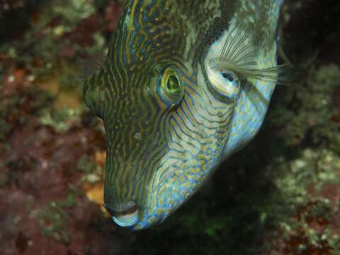 Image of Brown-lined Puffer