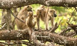 Image of Chacma Baboon