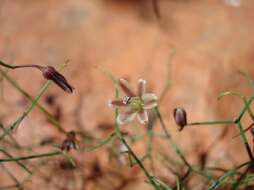 Image of Drimia intricata (Baker) J. C. Manning & Goldblatt