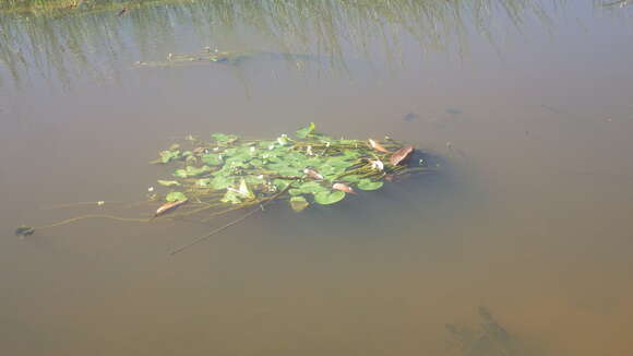 Image of Sagittaria guayanensis subsp. lappula (D. Don) Bogin