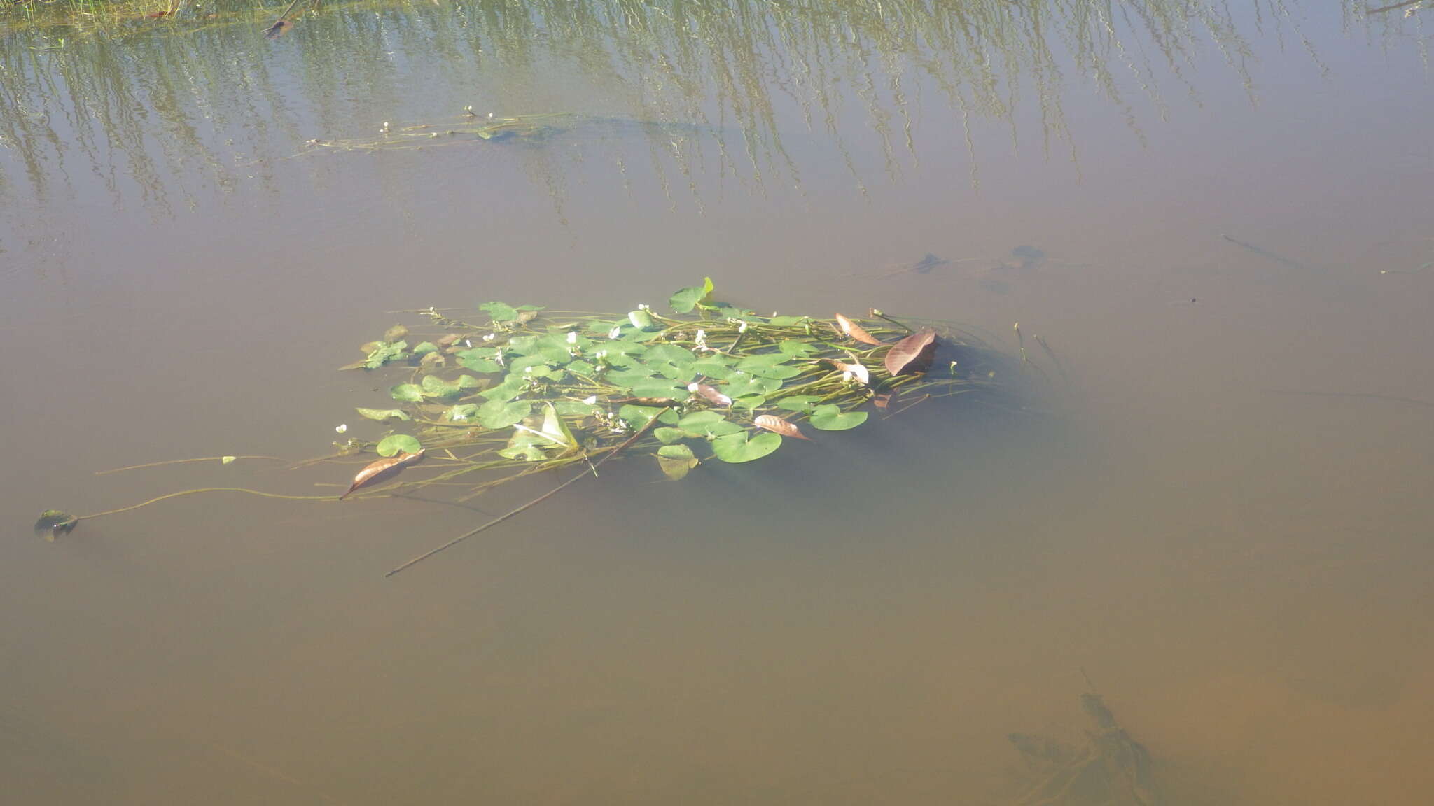 Image of Sagittaria guayanensis subsp. lappula (D. Don) Bogin