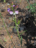 Image of Polygala bracteolata L.