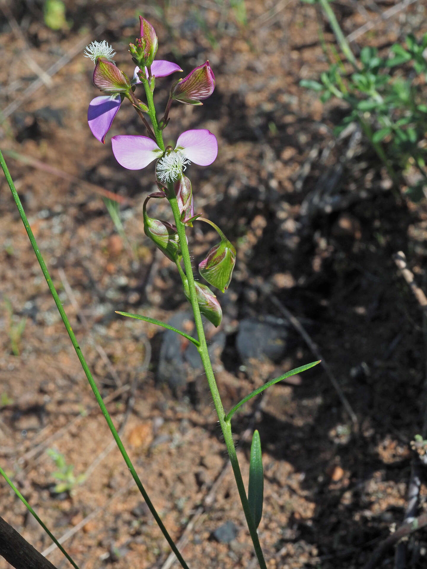 Image of Polygala bracteolata L.