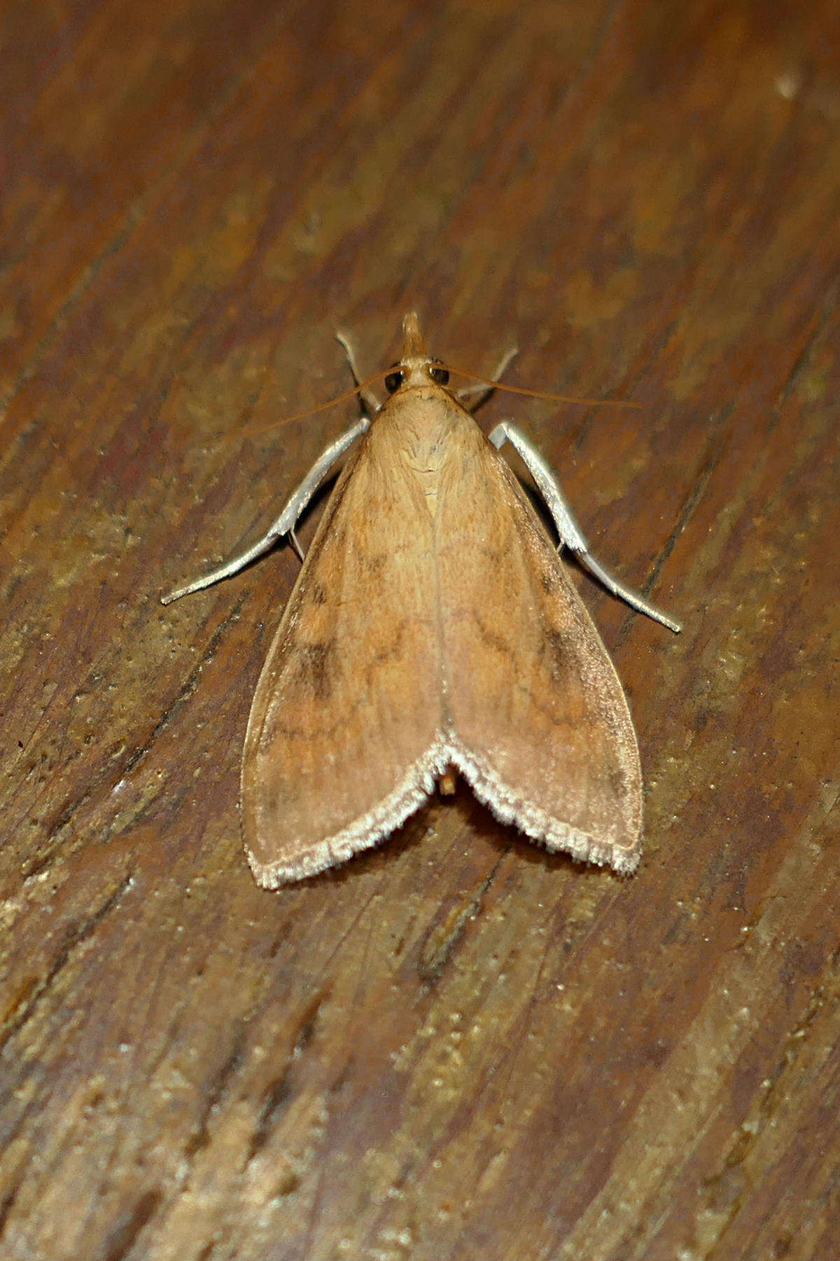 Image of Asian corn borer