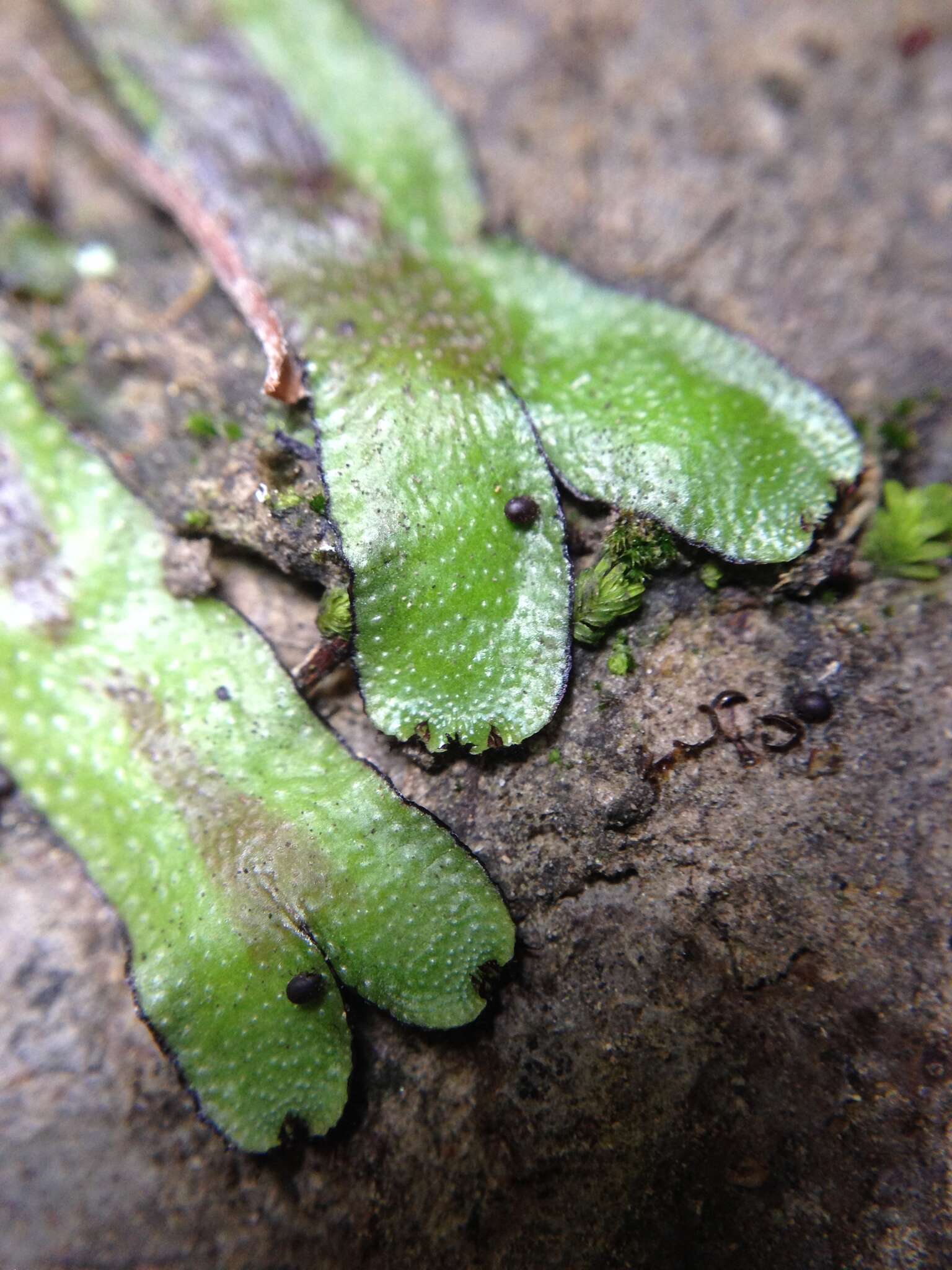 Marchantia foliacea Mitt. resmi